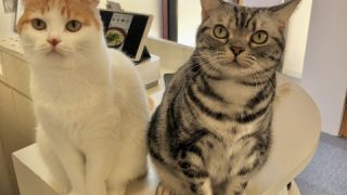 学校の成績はアピールが大事！