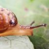 カタツムリとナメクジの違い